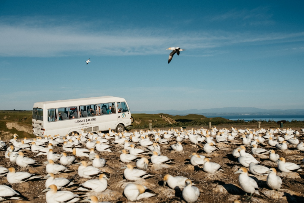 Regular Tour to Cape Kidnappers - Photo 1 of 10